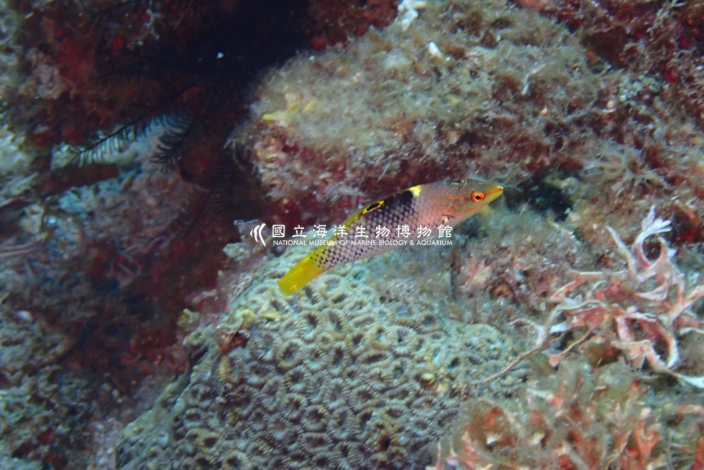 雲斑海豬魚