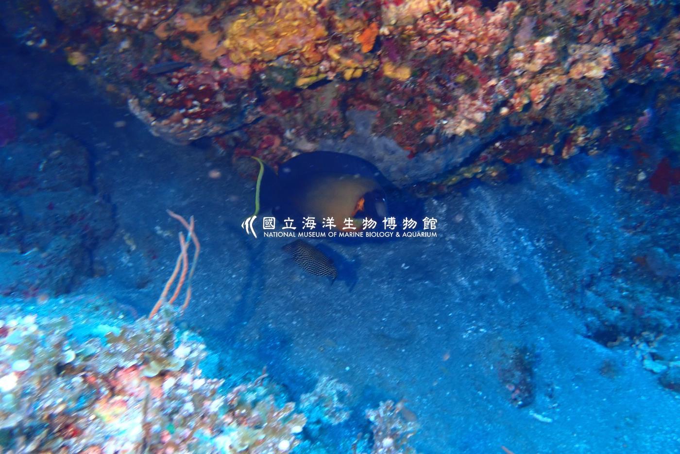 火紅刺尾鯛