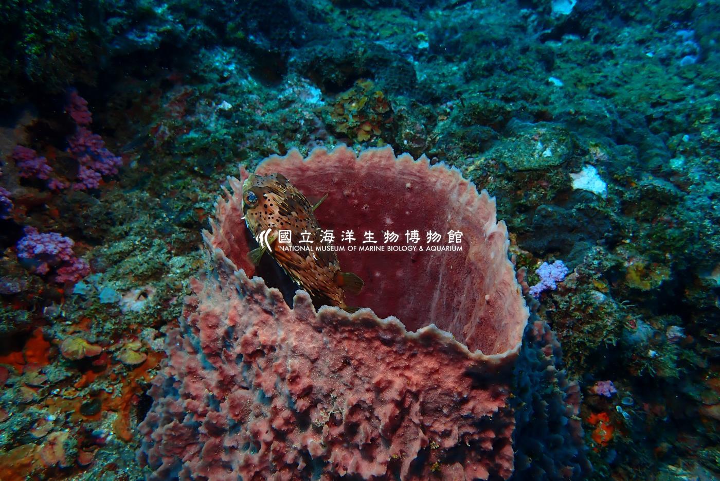 六斑二齒魨