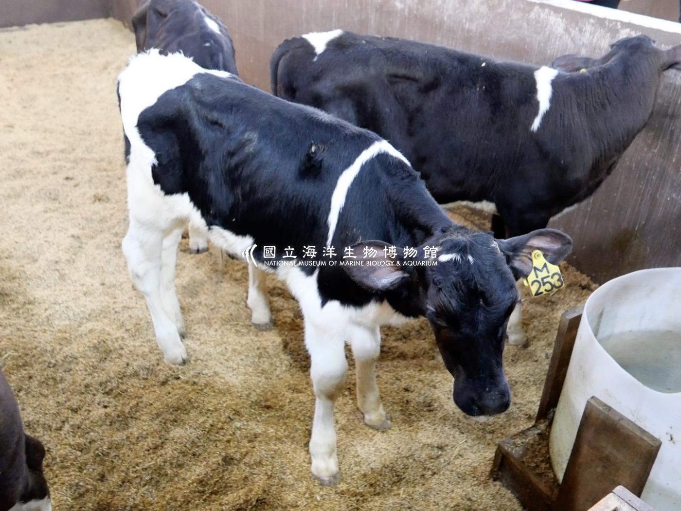 霍爾斯坦牛(Holstein)