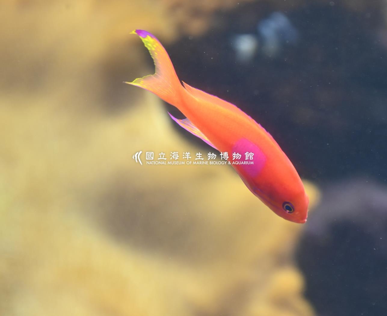 側帶花鮨