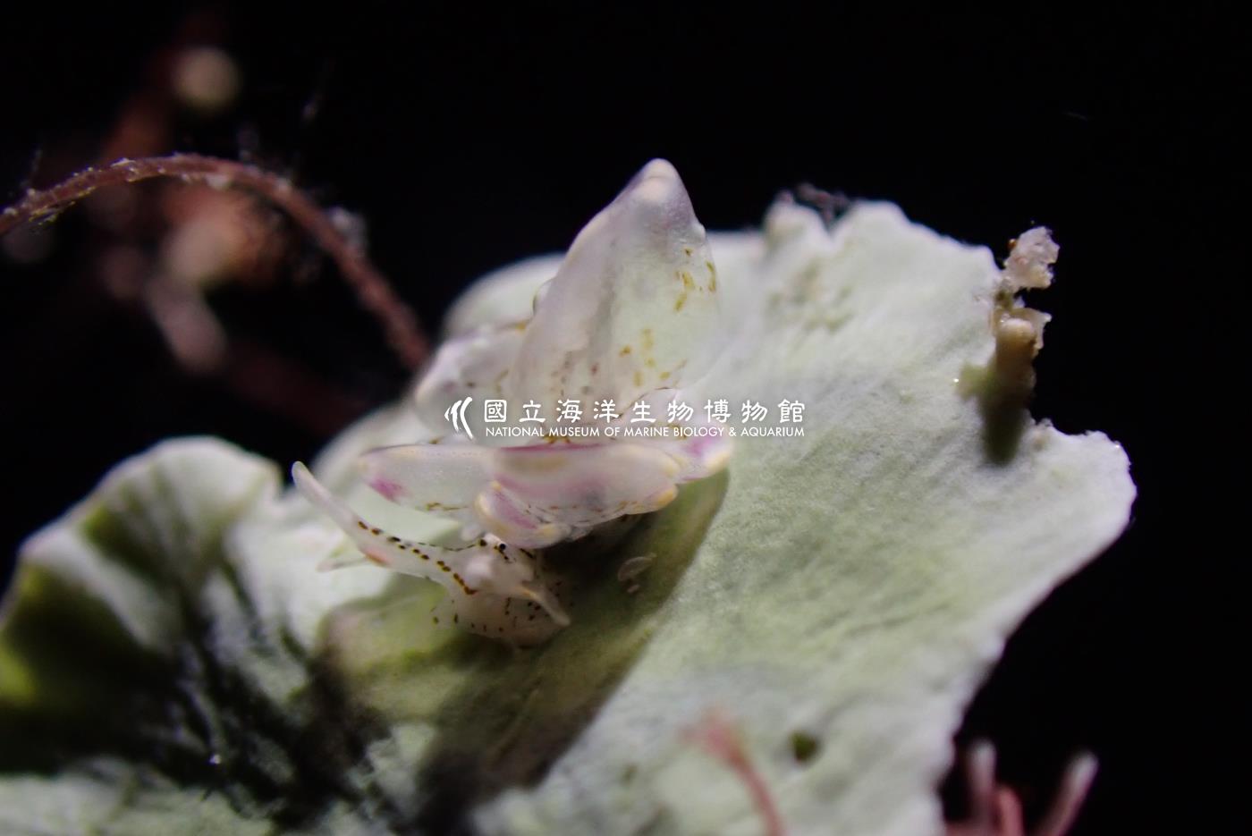紫邊美葉海蛞蝓