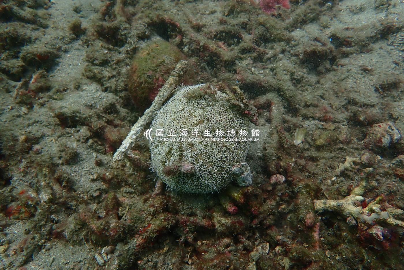 喇叭毒棘海膽