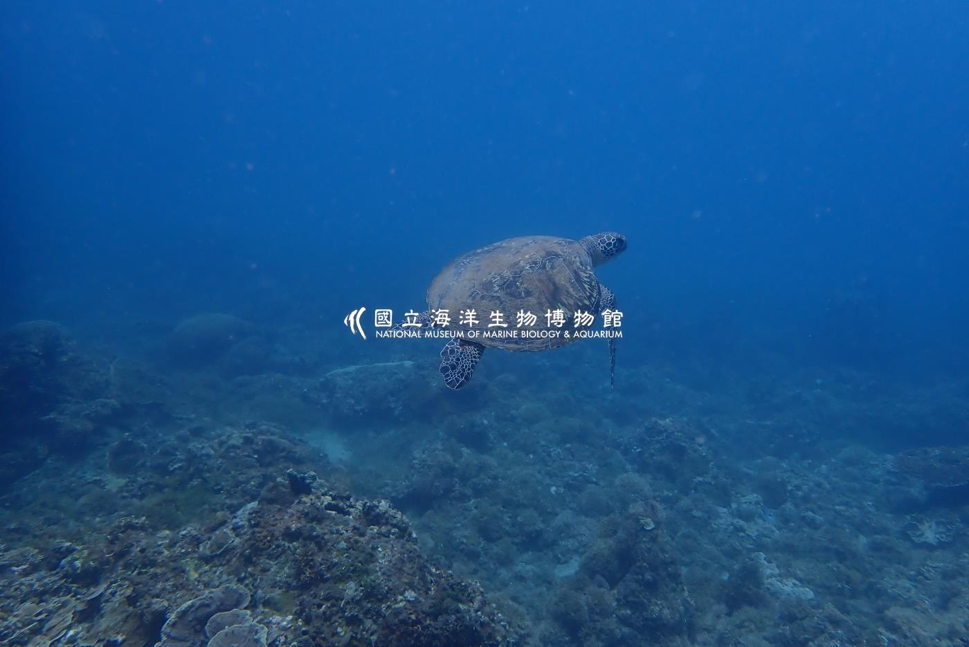 綠蠵龜