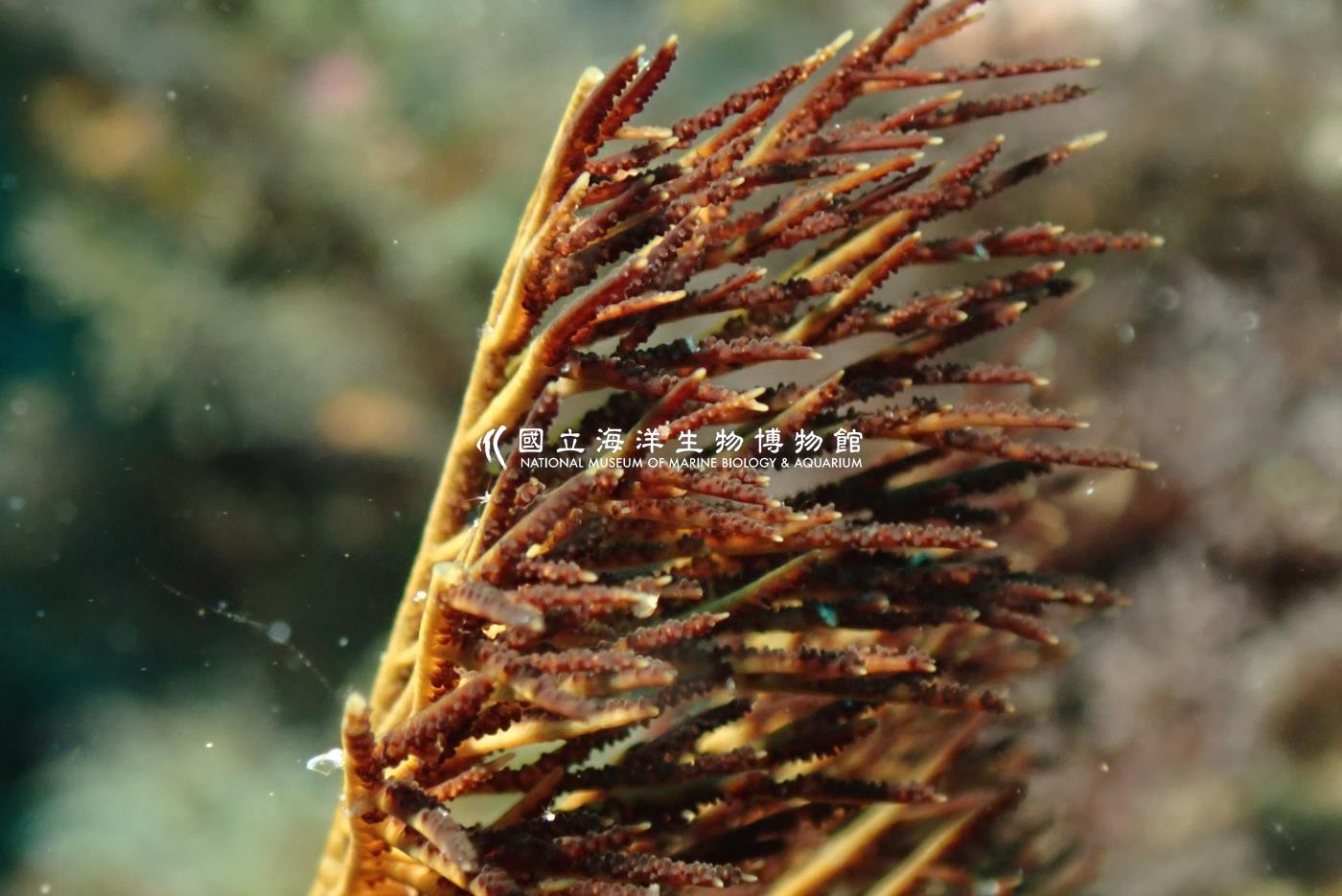 黑角珊瑚科 Antipathidae