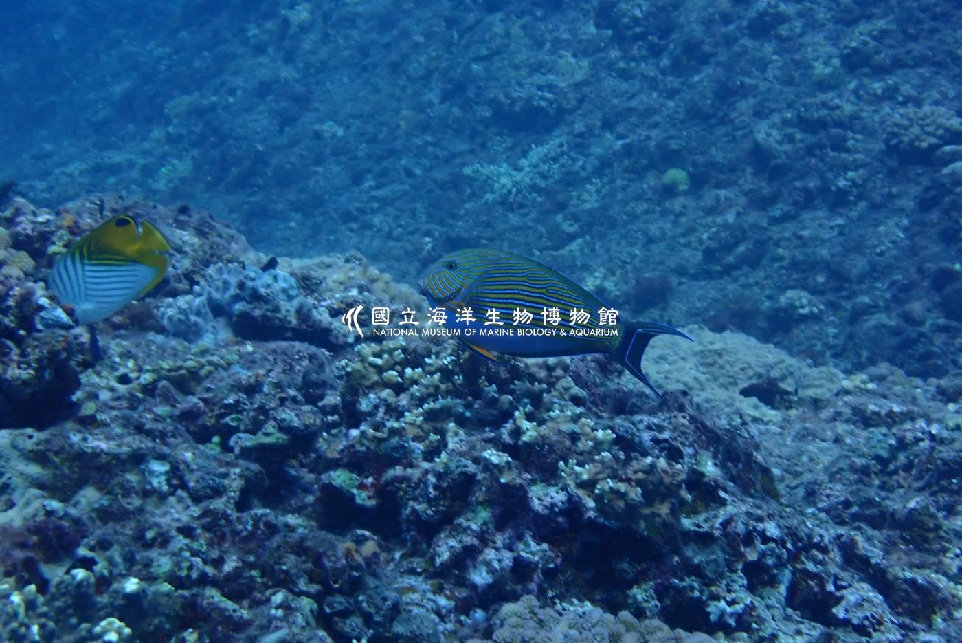 線紋刺尾鯛