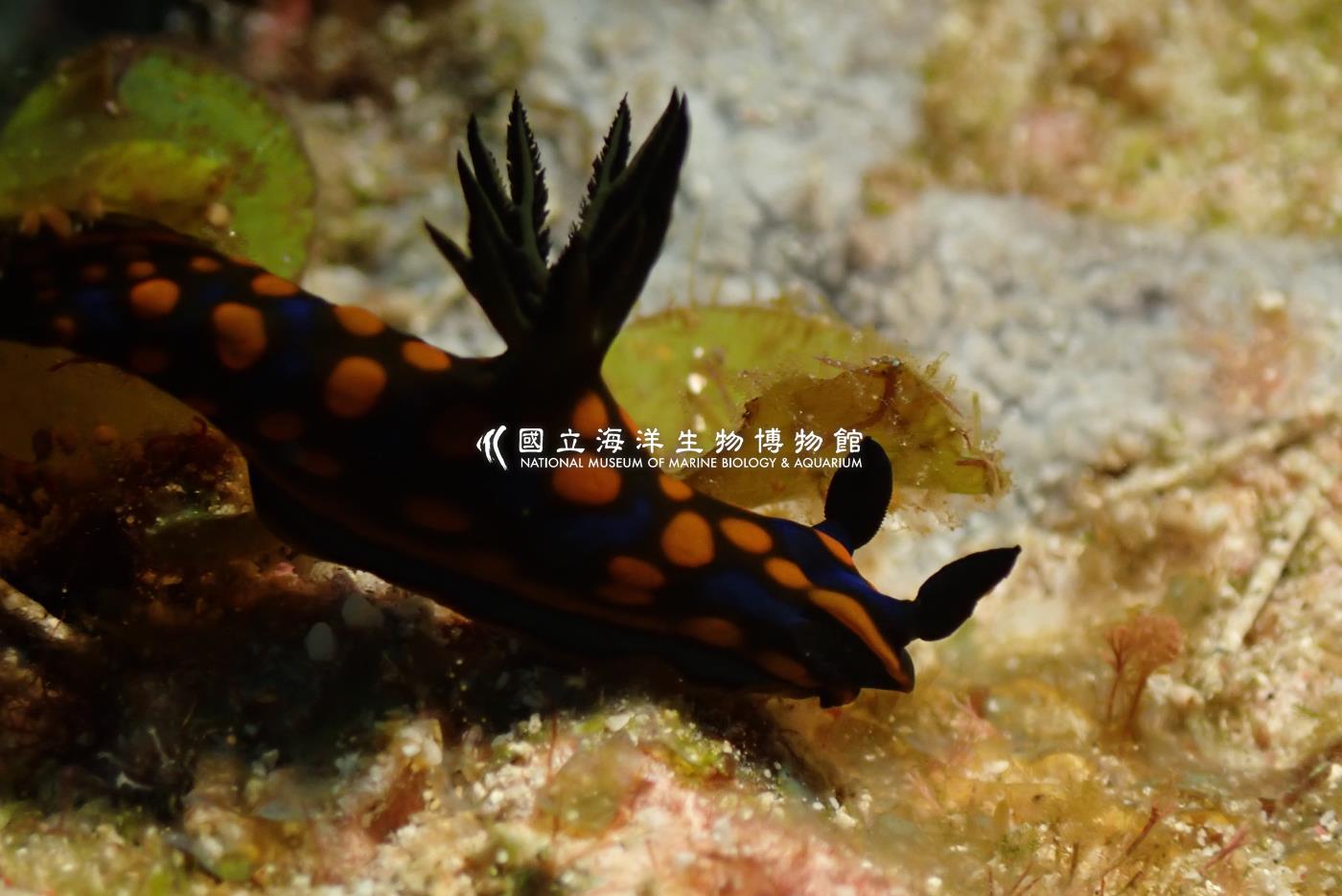 相模多角海蛞蝓