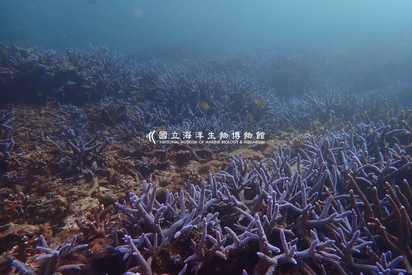 中間軸孔珊瑚
