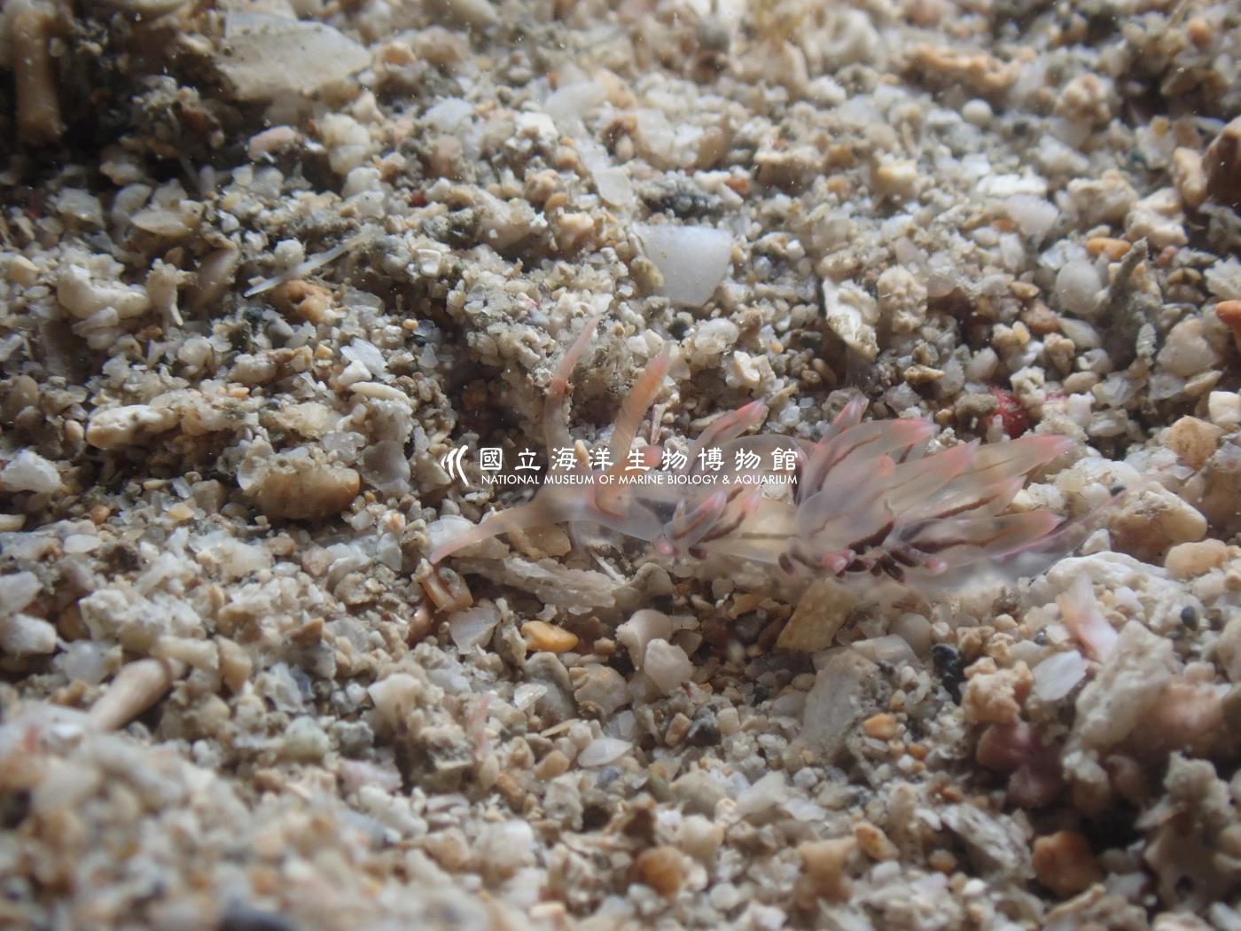 粉紅灰翼海蛞蝓