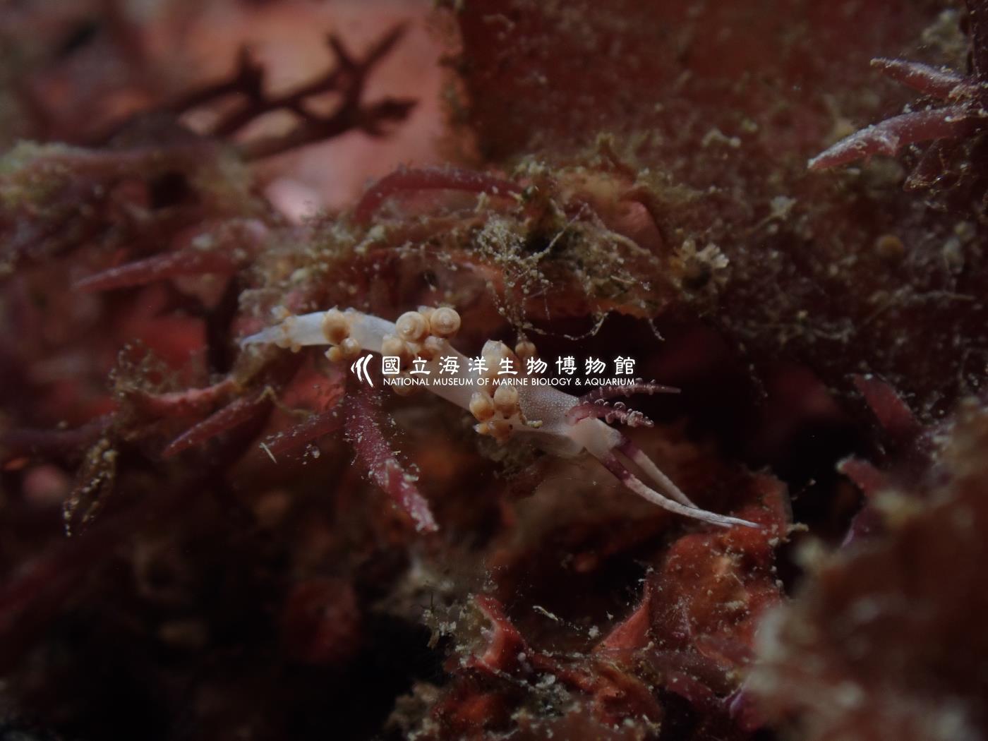 灰翼科海蛞蝓