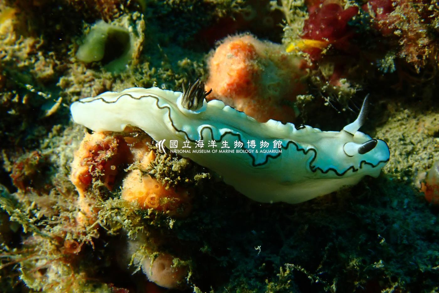 黑邊菱緣海蛞蝓