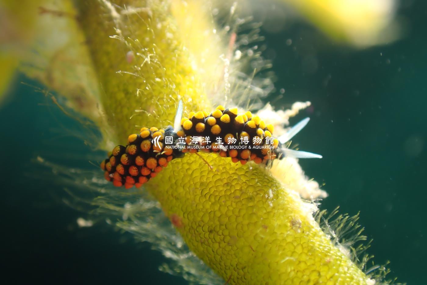 金邊柱狀海蛞蝓