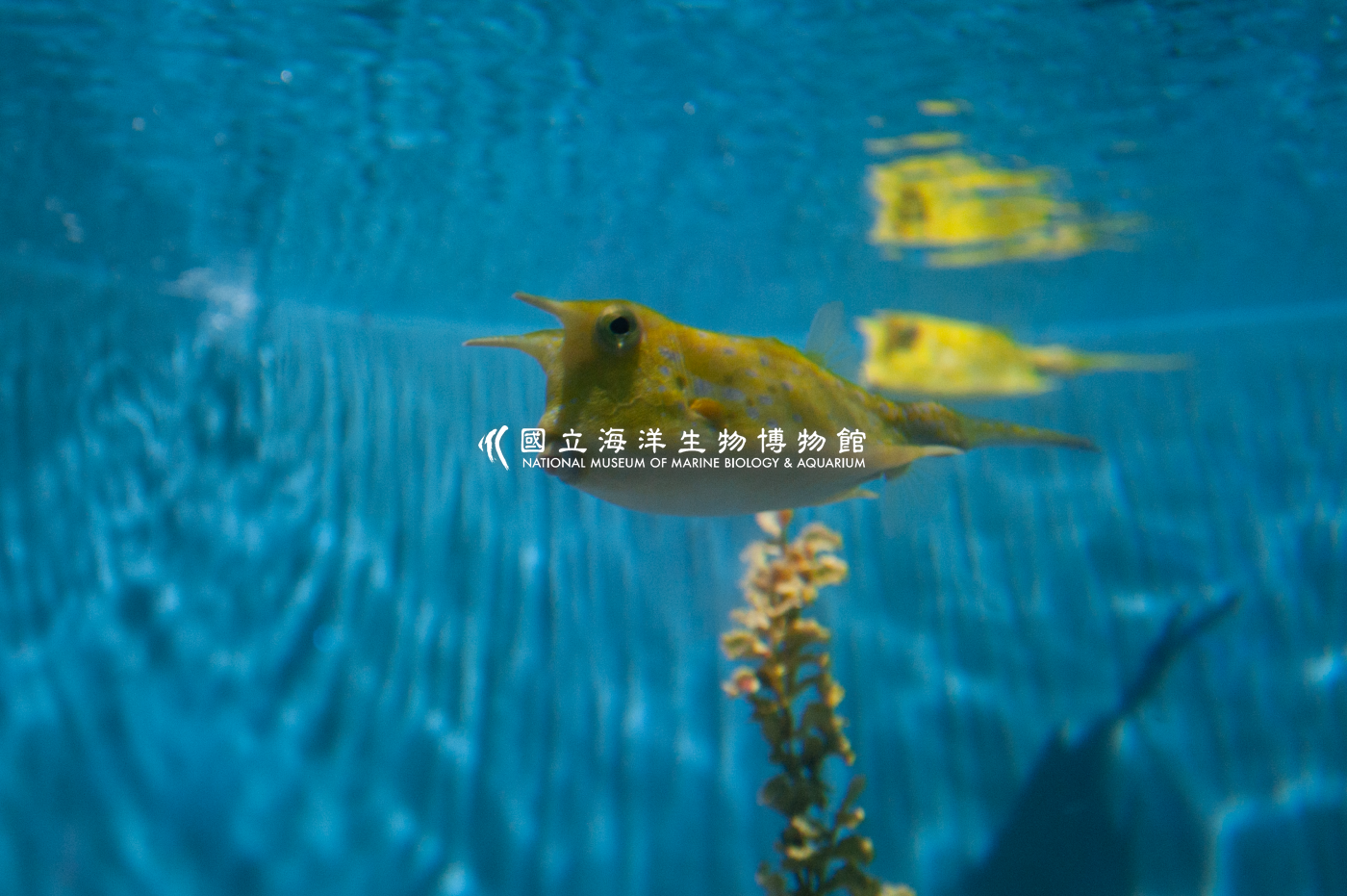 照片