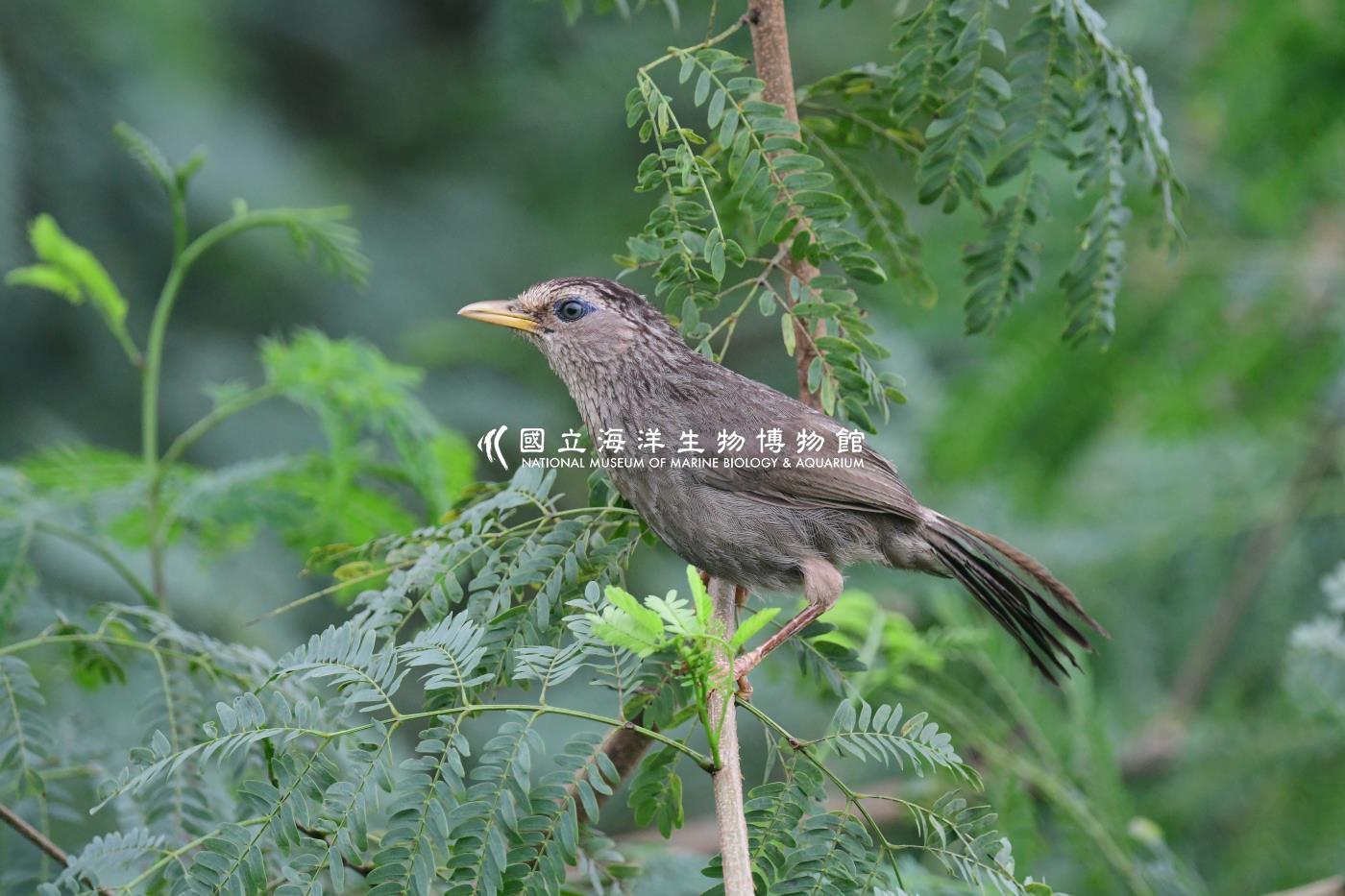 台灣畫眉鳥