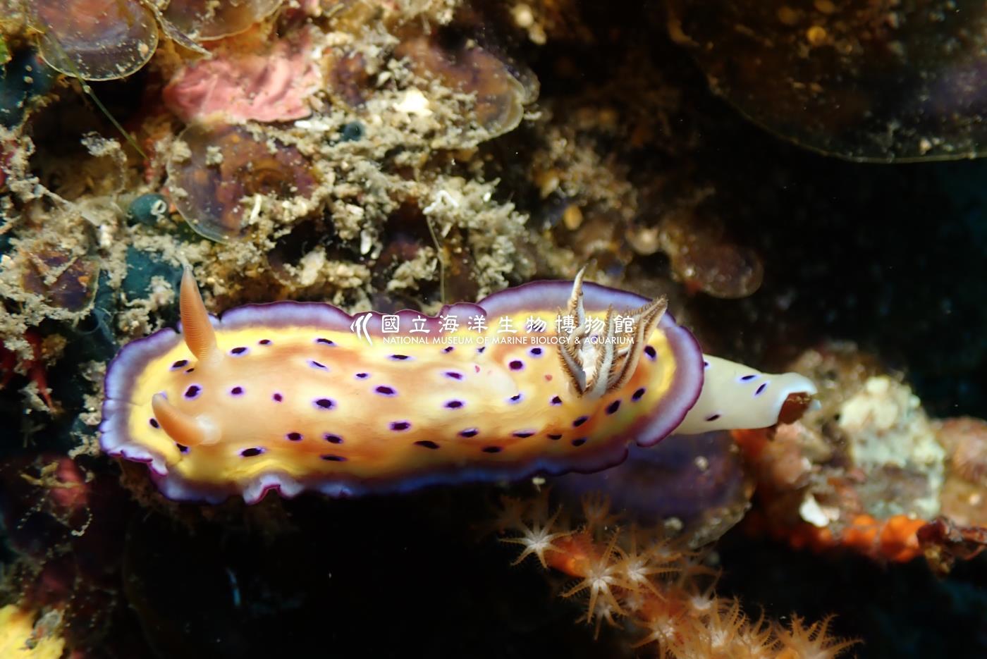 昆氏多彩海蛞蝓