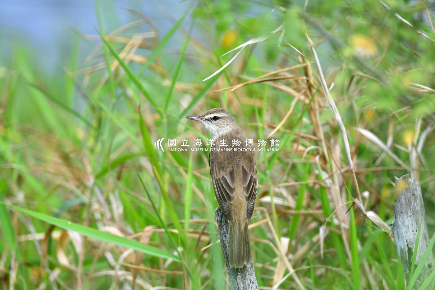 大葦鶯