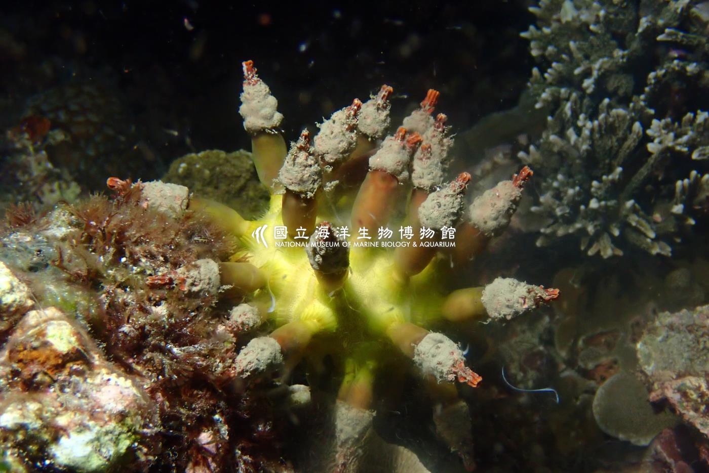 短刺軟骨頭帕海膽