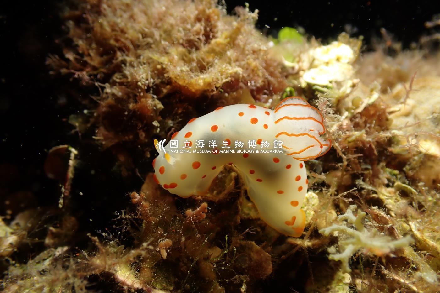 錫蘭裸海蛞蝓