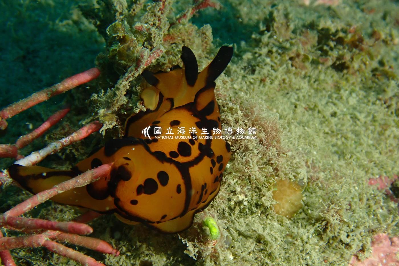 馬丁側腮海蛞蝓