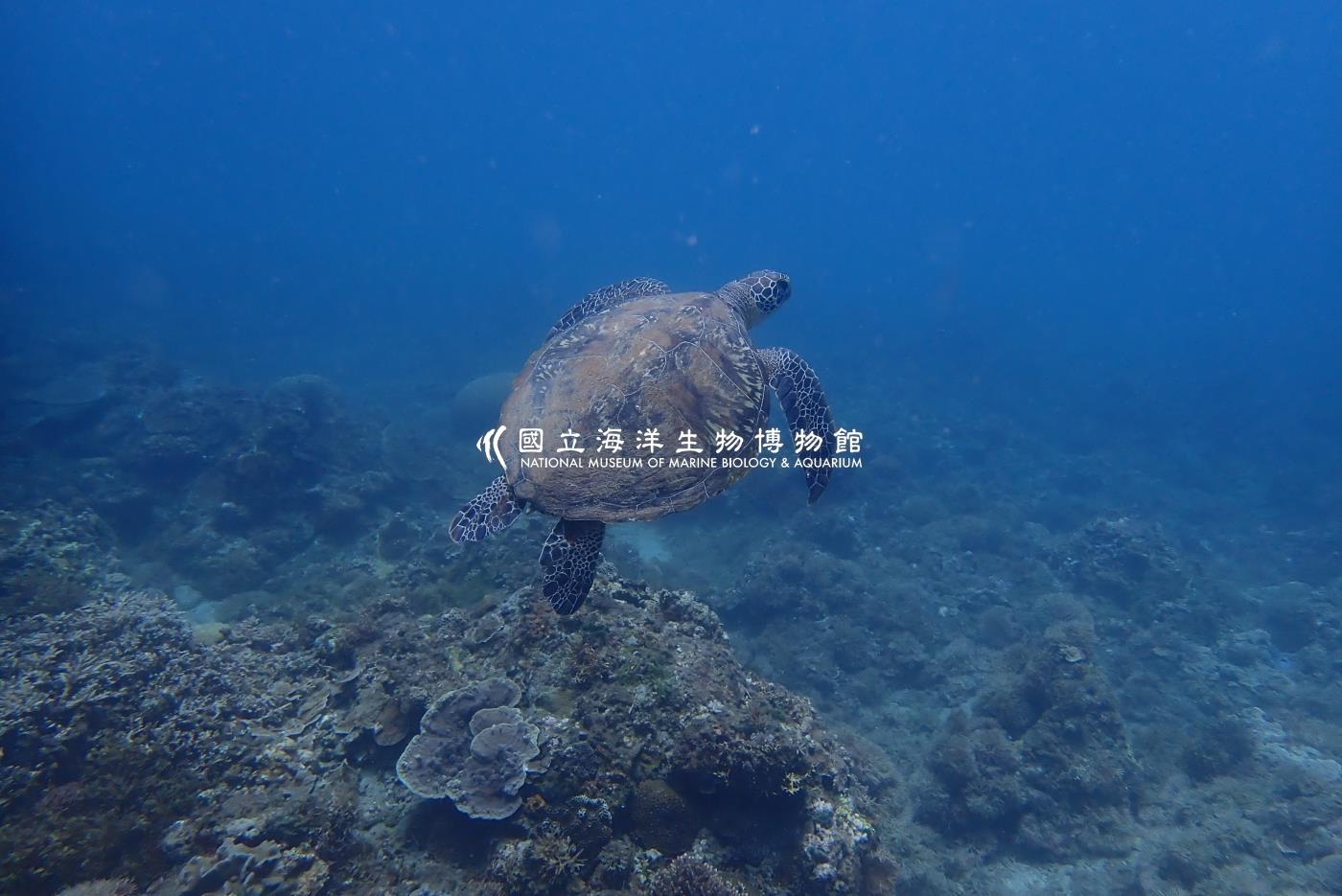 綠蠵龜