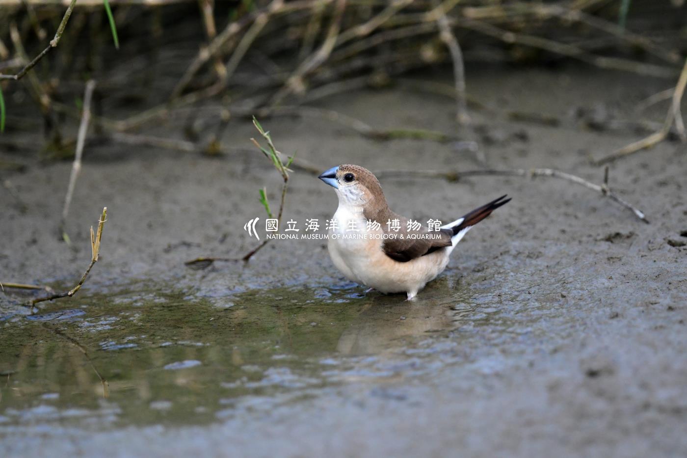 白喉文鳥
