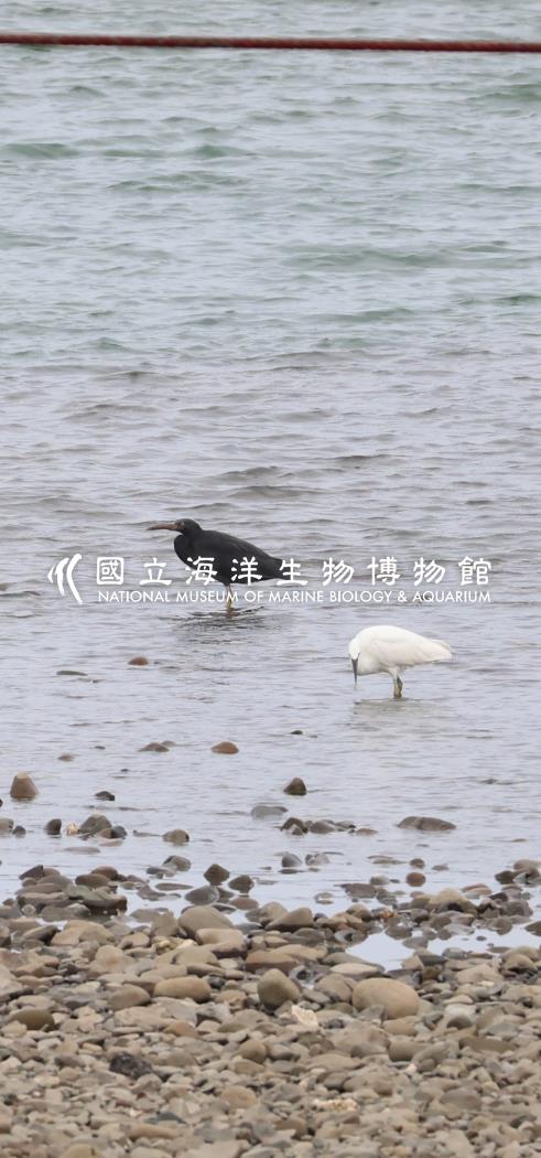 岩鷺