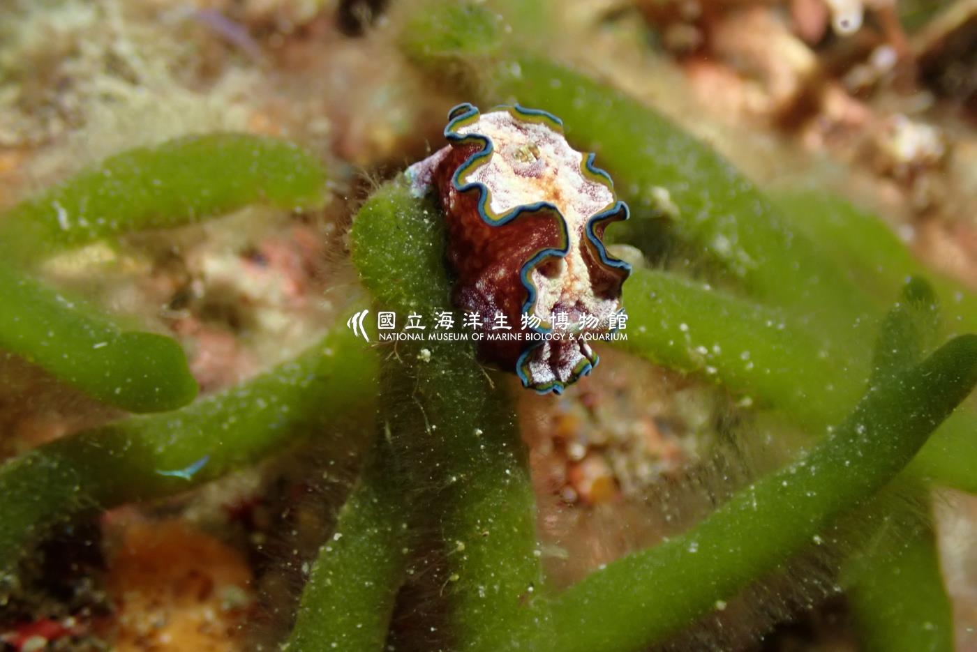 腰帶多彩海蛞蝓