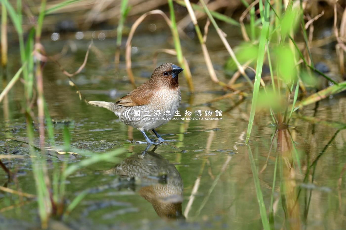 斑文鳥