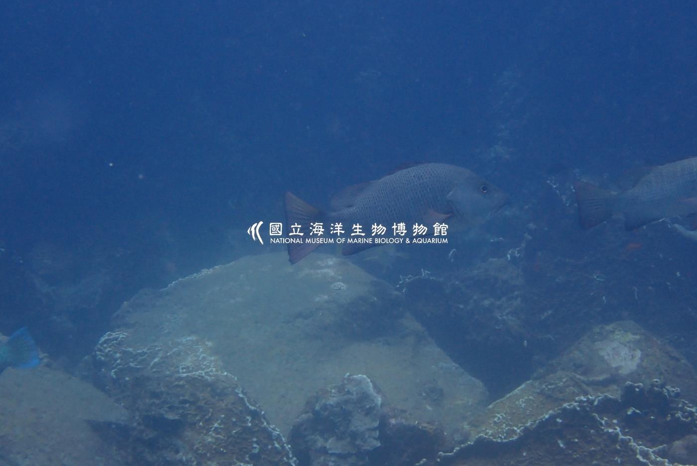 銀紋笛鯛