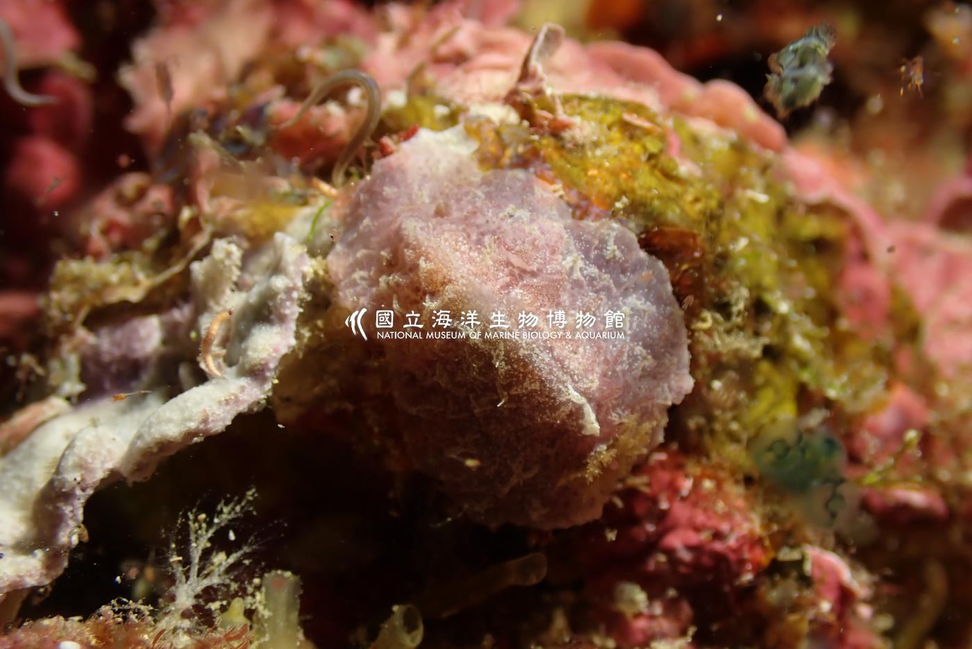 Avaldesia albomacula