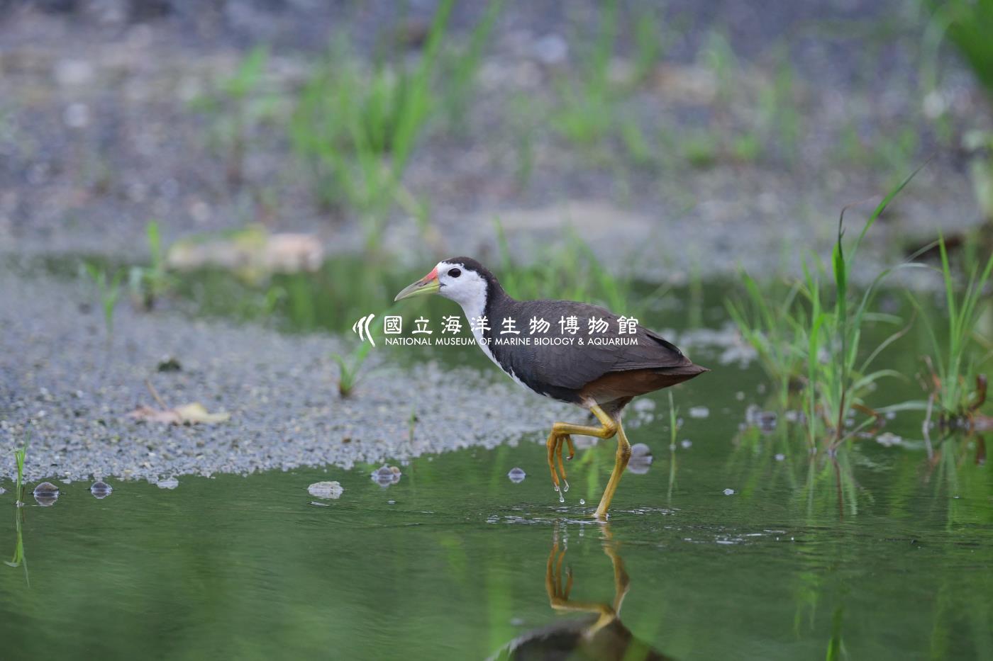 白腹秧雞