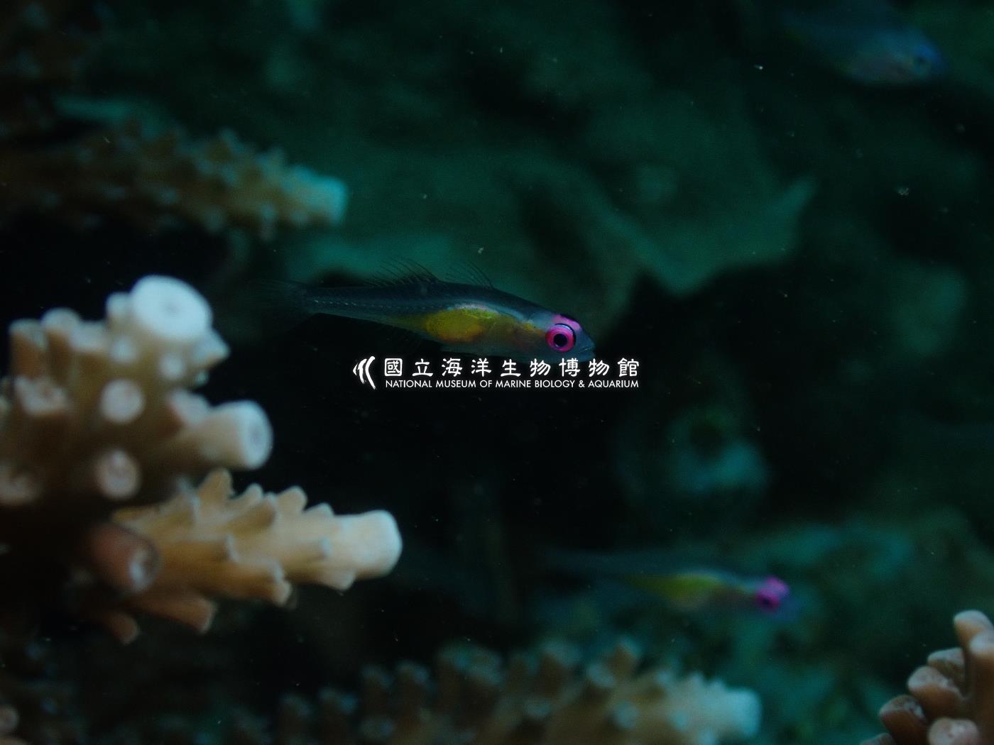 紅眼珊瑚鰕虎