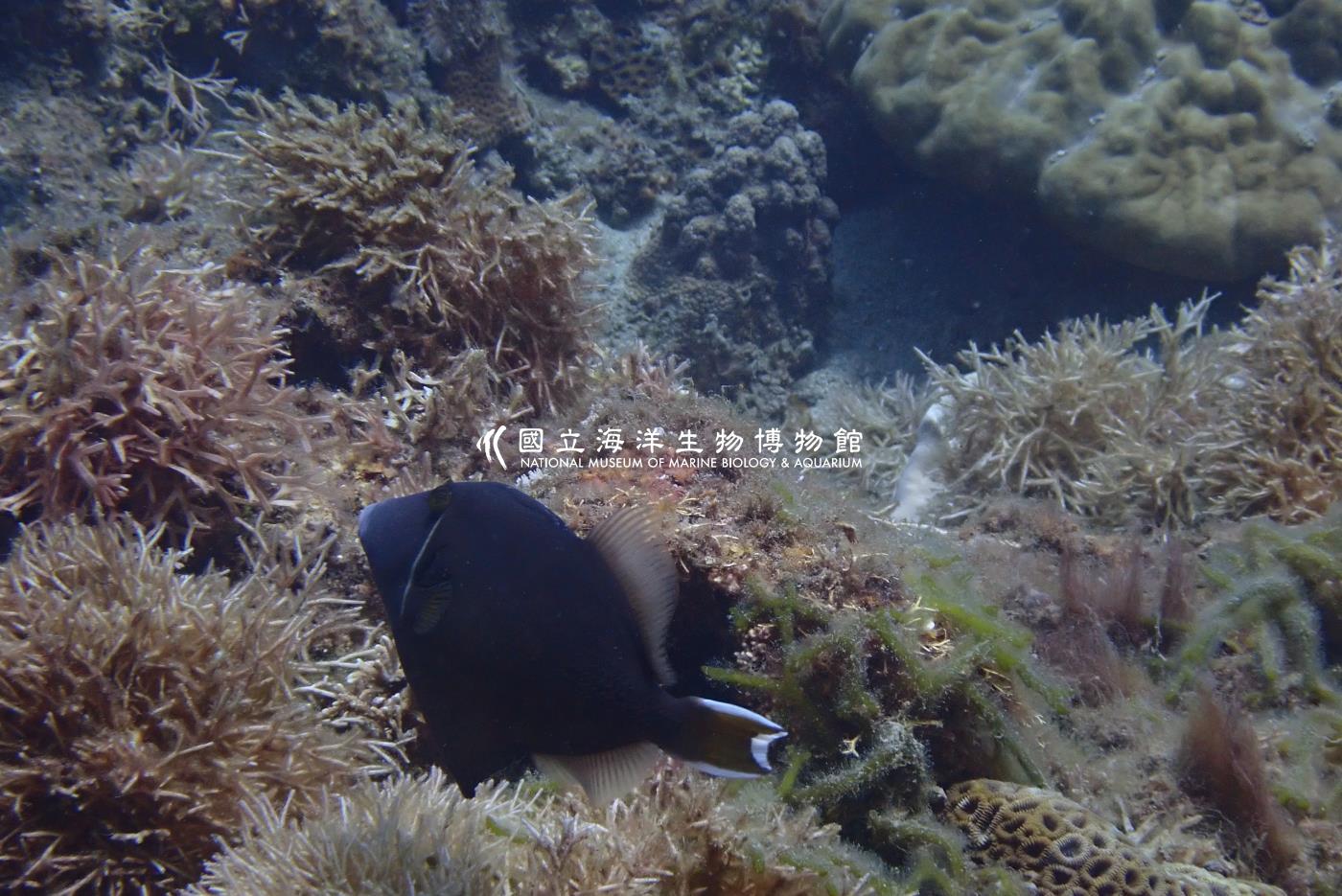 照片