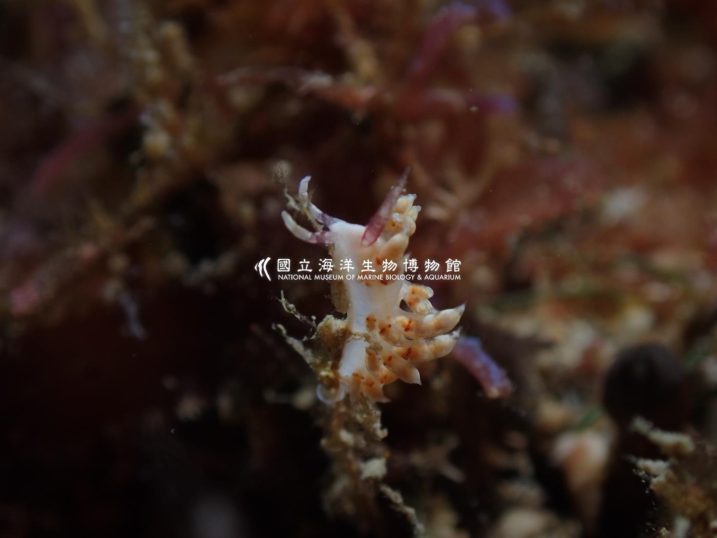 灰翼科海蛞蝓
