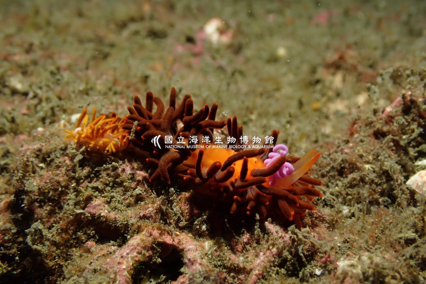 庫蓑海牛屬