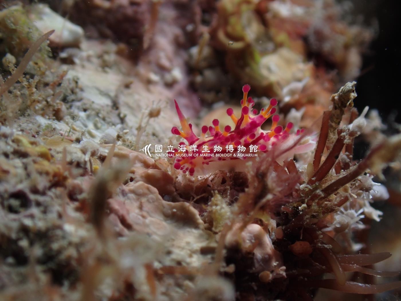 端紫三鰓海蛞蝓