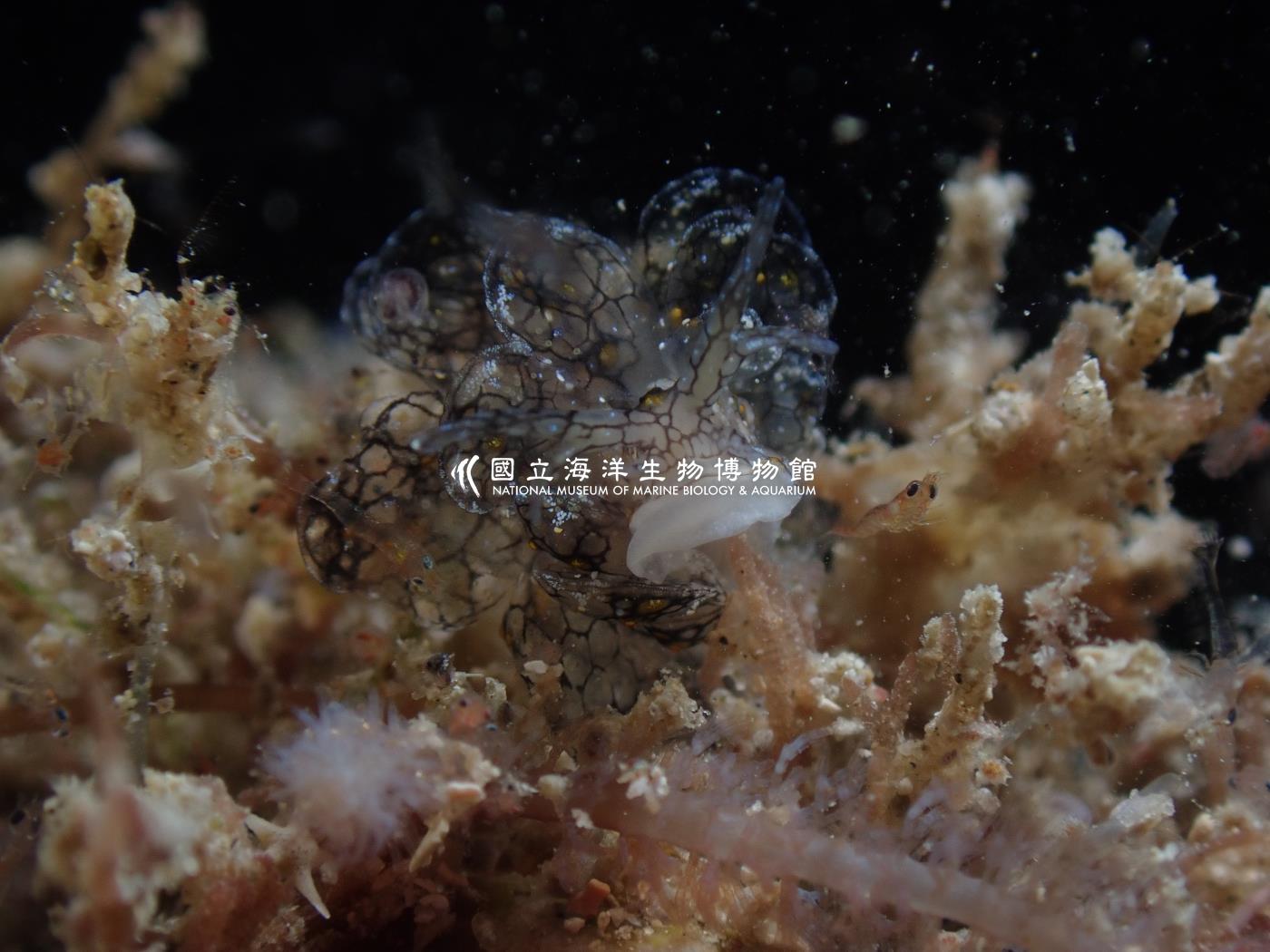 雪花美葉海蛞蝓