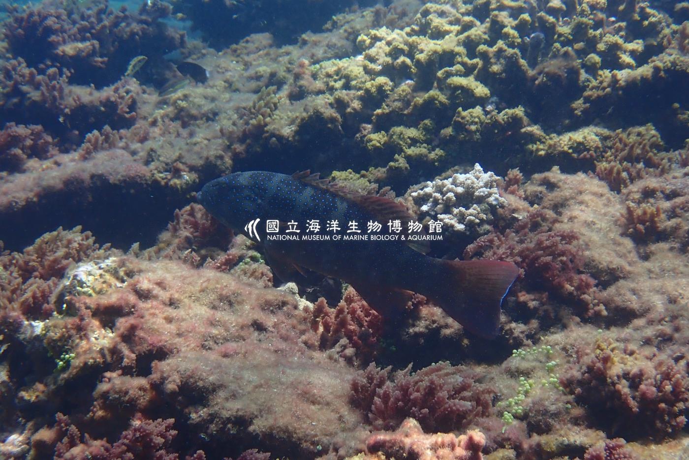 藍點刺鰓鮨