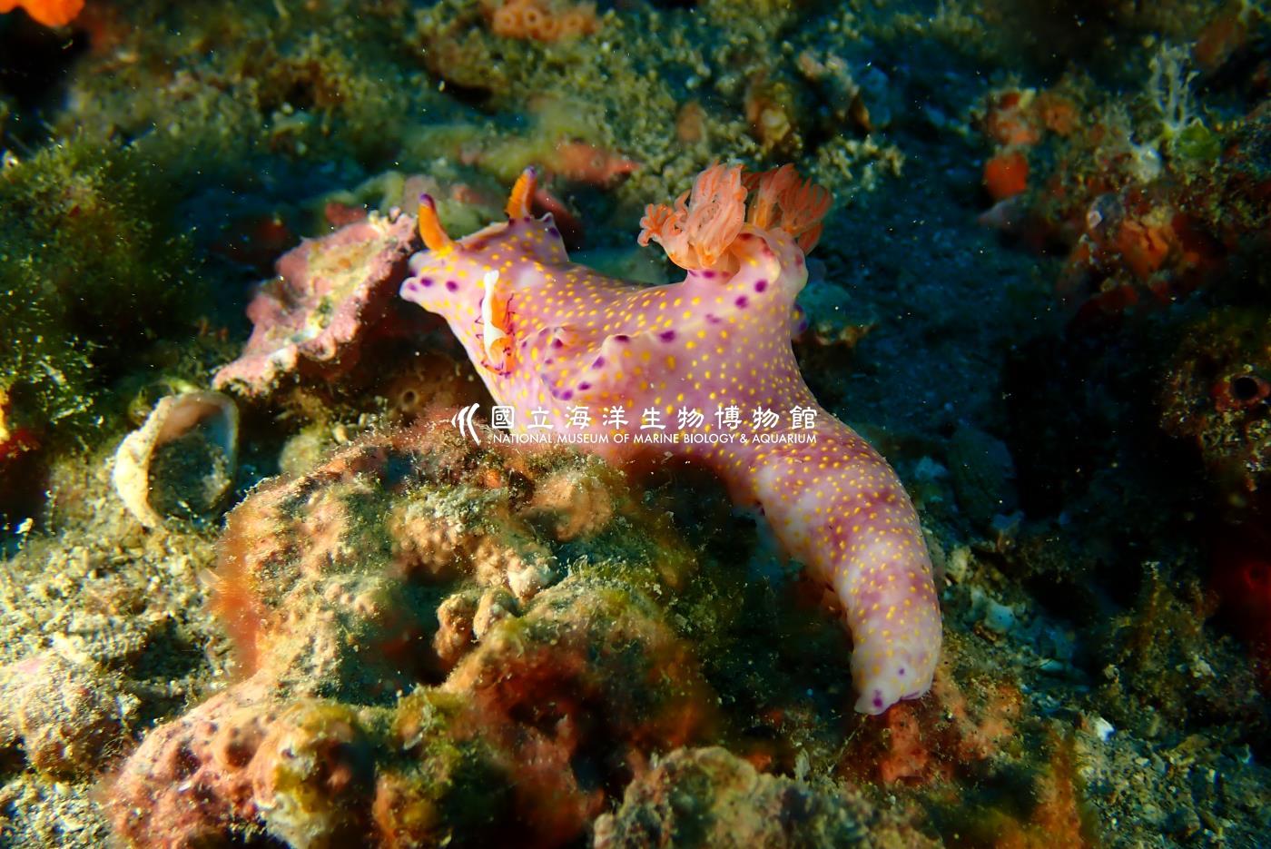 紫邊多彩海蛞蝓