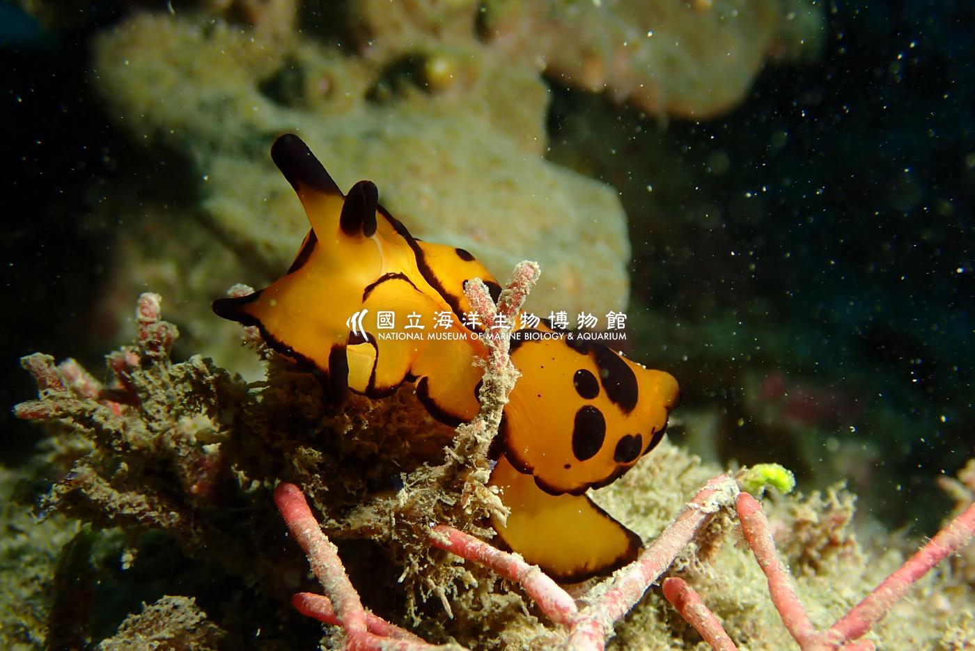 馬丁側腮海蛞蝓