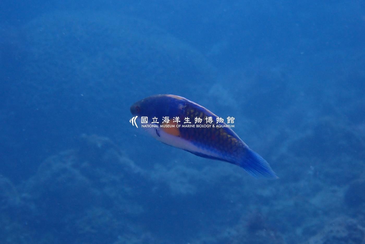 藍身絲鰭鸚鯛