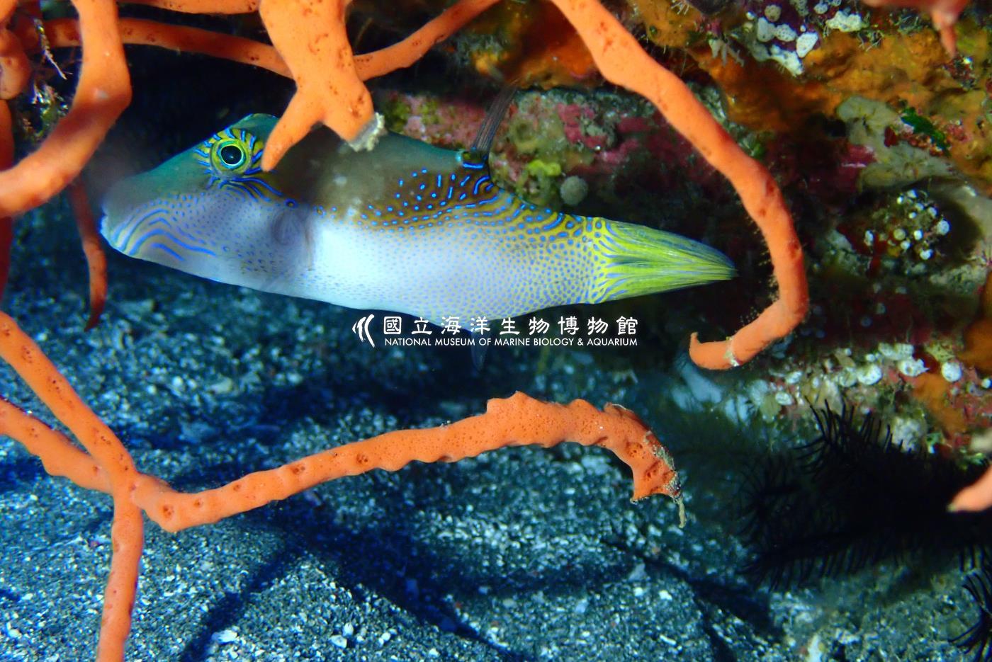 亮麗尖鼻魨