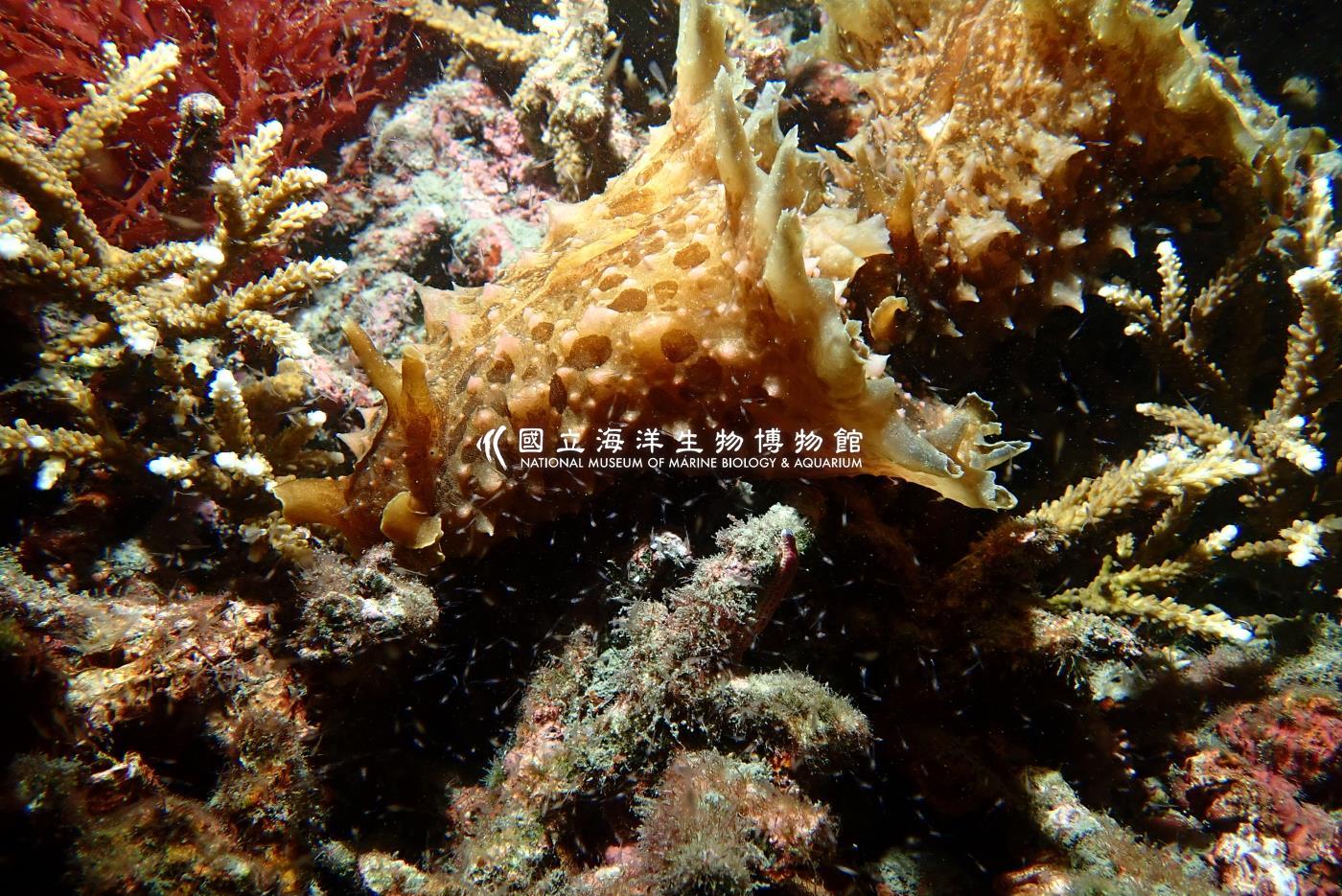 截尾海兔