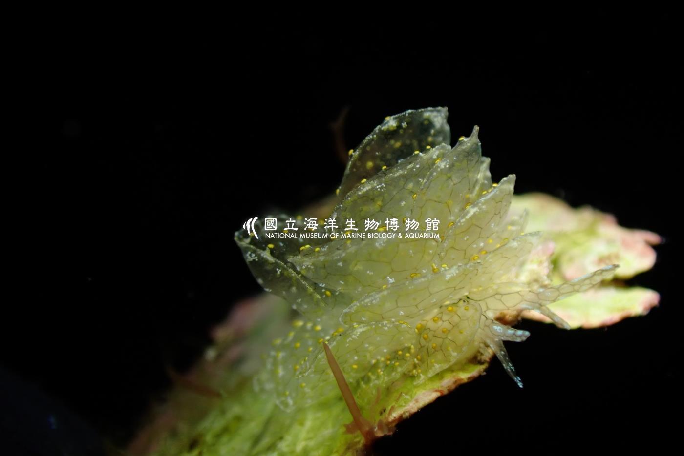 雪花美葉海蛞蝓