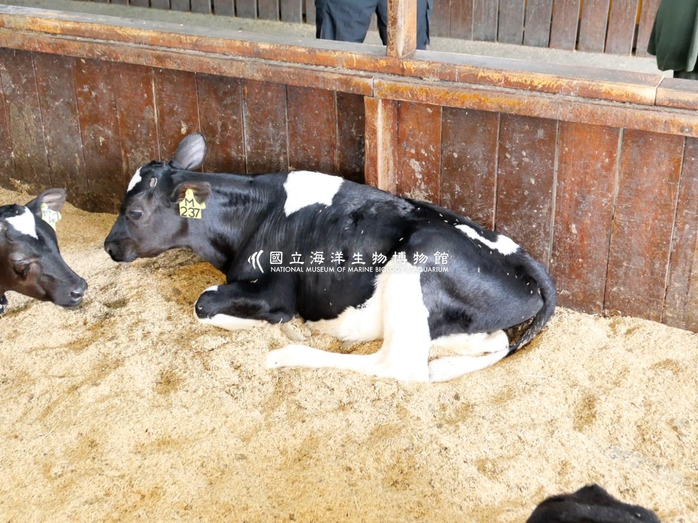 霍爾斯坦牛(Holstein)