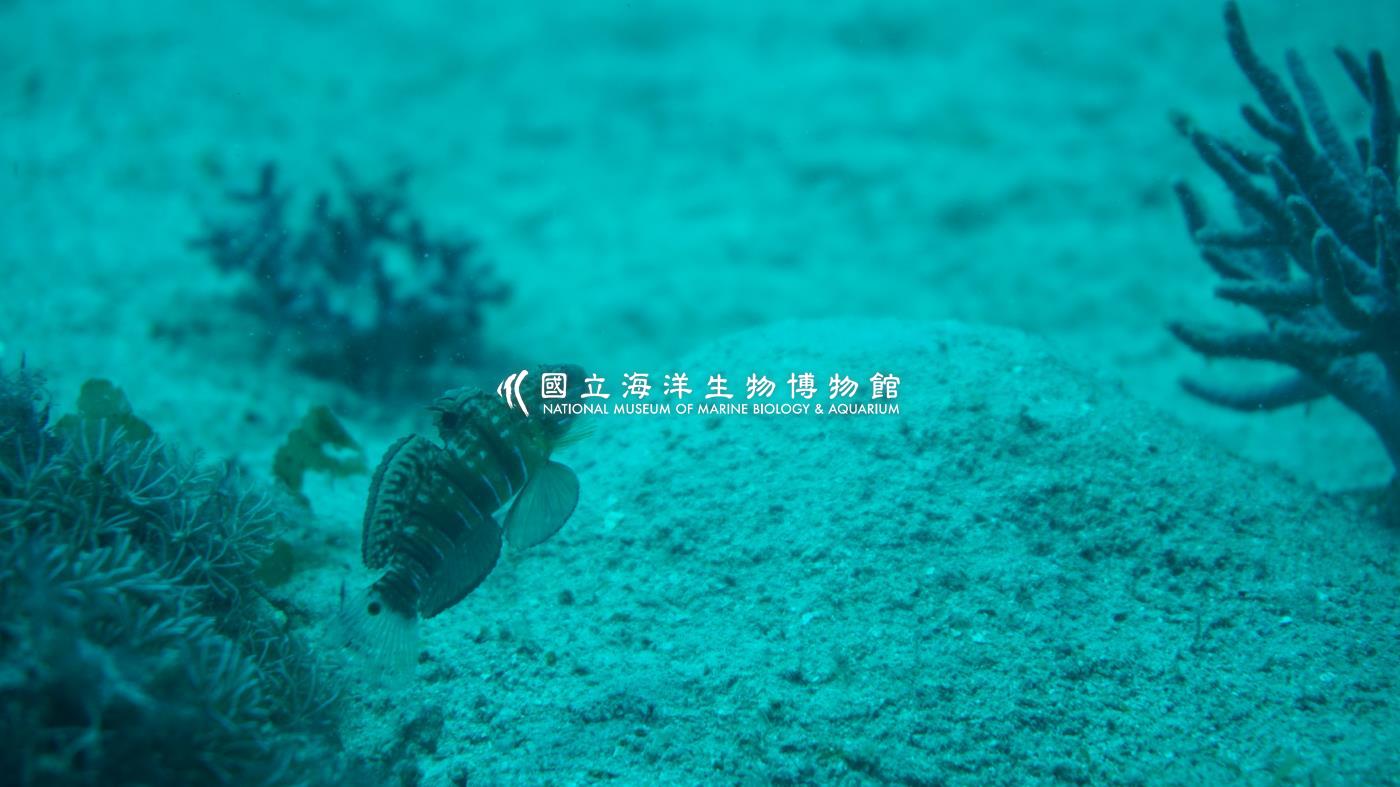 尾斑鈍鰕虎