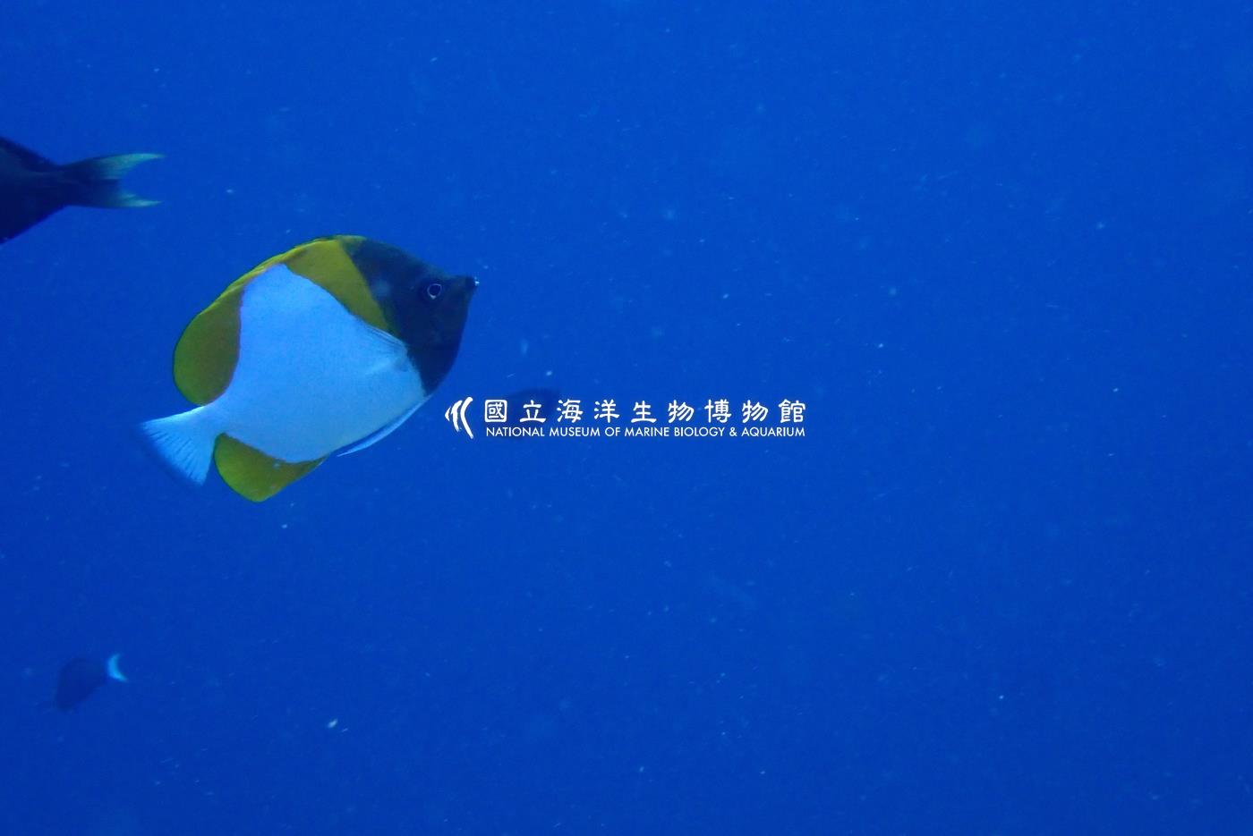 多鱗霞蝶魚