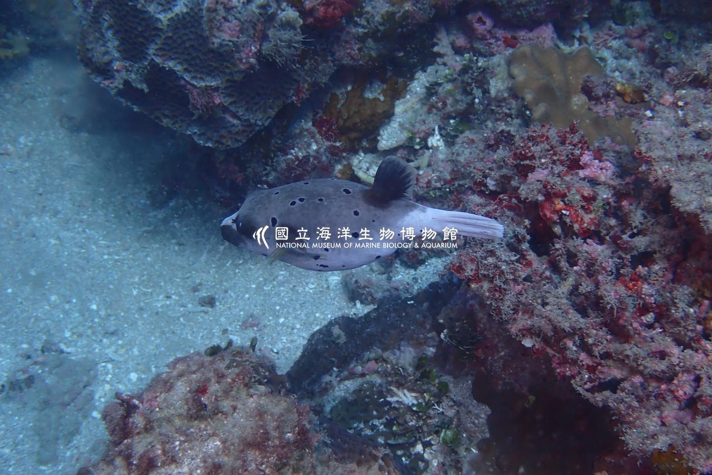 照片