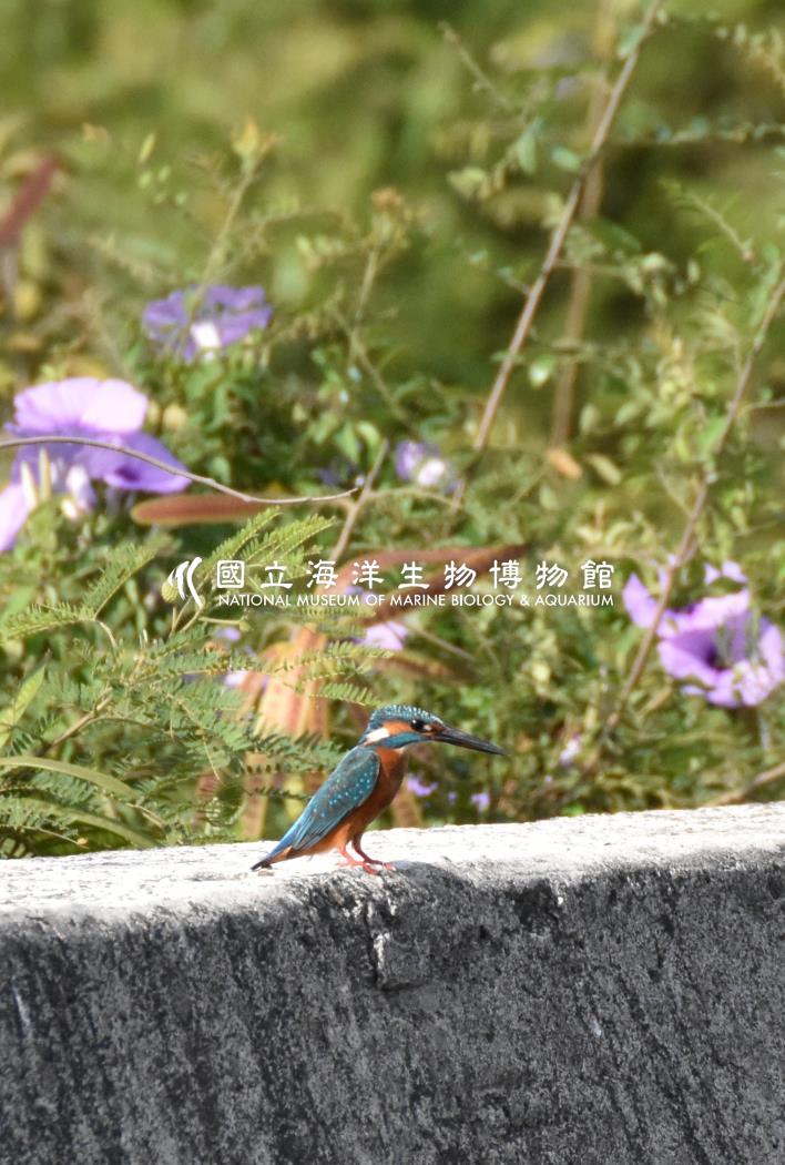 翠鳥