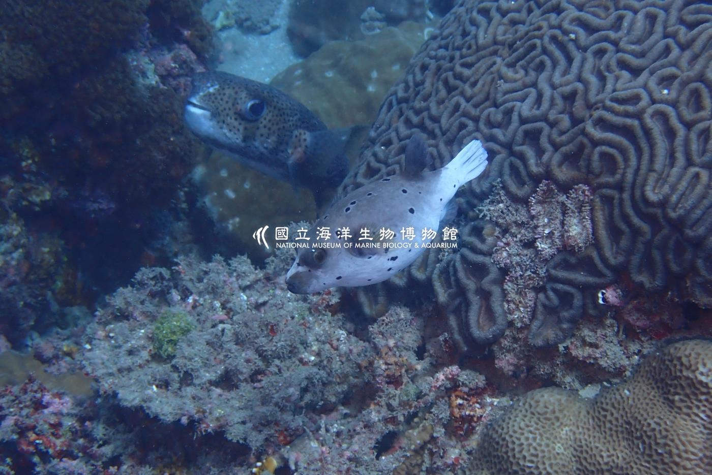 照片